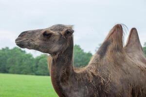 A camel standing in a field with trees in the background photo
