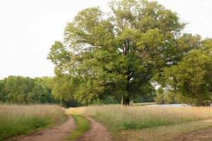 A large tree in the middle of a field photo