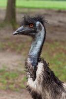 A bird with a long neck and a long beak photo