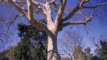 Stunning view of a majestic tree in a tranquil park video