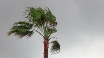 Windy palm tree swaying before an approaching storm video