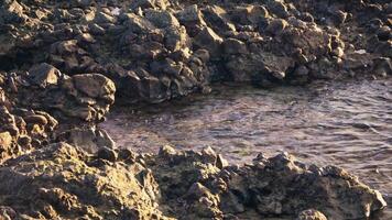 Rugged coastal rocks create a haven for tidal pools video