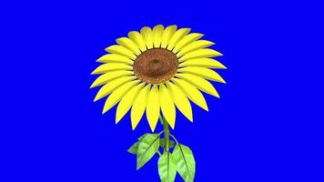 Sunflower Animated Matte Background video