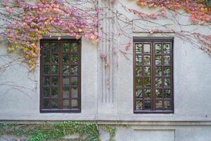 Two windows on white wall of abandoned building, surrounded by pink yellow tree leaves. photo