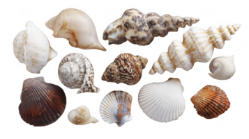 Variety of seashells showing different shapes and colors on transparent background png