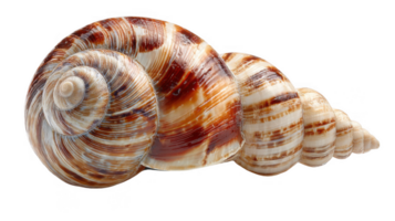 Round shell highlighting a subtle spiral on transparent background png