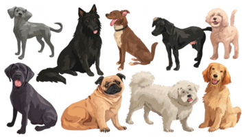 Set of different dog breeds posing on transparent background png