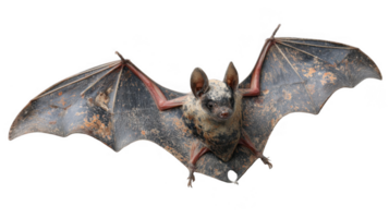 Weathered bat with peeling paint flying on transparent background png