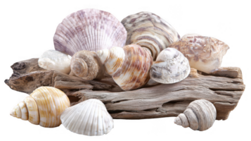 Varied seashells resting on rustic driftwood with transparent background png