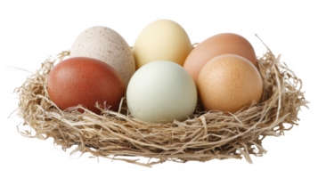 Colorful eggs nestled in soft straw fib with transparent background png