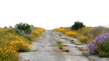 Empty road fading into wildflowers with transparent background png