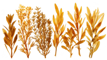 Golden herbs collection illuminated on transparent background png