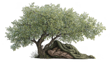 Cozy blanket nestled under branches of a tree with transparent background png