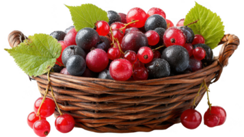 Wicker basket overflowing with fresh, colorful mixed berries on transparent background png