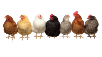 Seven chickens standing in a row on transparent background png