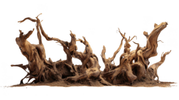 Gnarled roots emerging from foggy forest on transparent background png