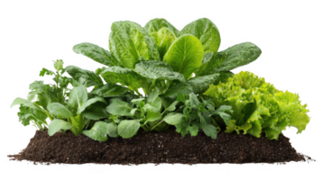 Leafy greens growing in garden patch with transparent background png