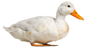 White duck standing with bright orange beak on transparent background png