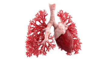 Heart and lungs showing pulmonary embolism on transparent background png