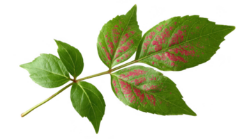 Poison ivy leaf showing characteristic red rash on transparent background png