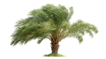 Palm tree blowing in the wind with transparent background png