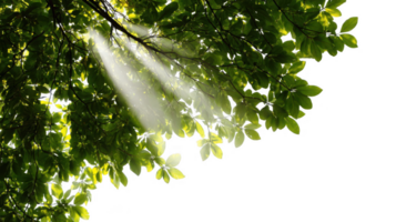 Warm sun rays filtering through leafy tree branches with transparent background png