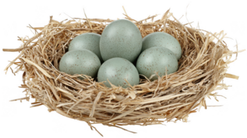 Cluster of green eggs nestled in straw bird nest on transparent background png