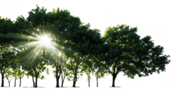 Sunlight filtering through swaying trees with transparent background png