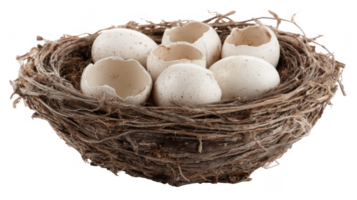 Empty eggshells and whole eggs resting in bird nest on transparent background png