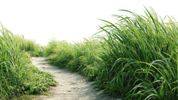 Dusty path winding through tall vibrant green grass with transparent background png