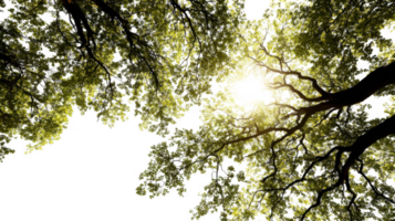 Sunlight filtering through lush green tree canopy on transparent background png