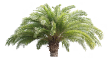 Green palm tree with transparent background for easy integration png