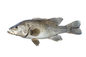 Isolated Silver Barramundi Fish On A Black Backdrop, Ready For Culinary Or Scientific Use. png