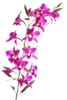 Elegant Purple Orchid Branch On Black. Perfect For Backgrounds Or Adding A Touch Of Nature To Your Designs. png