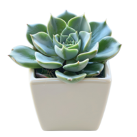Elegant Succulent In A Pot. Minimalist Decor Element. Perfect For Adding A Touch Of Green To Any Space. Isolated On Black. png