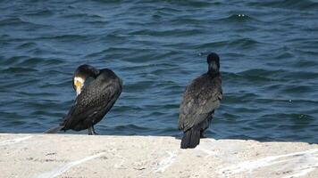 Two cormorants preen and rest on a quay wall, with the blue Baltic Sea water gently lapping in the background. video