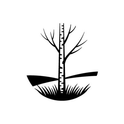 Minimalist Birch Tree Black And White Nature