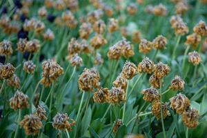 Closeup of wilting colorful tulips in the garden, faded flowers with dry petals photo