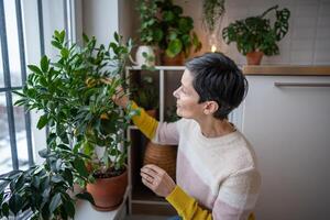 Mature woman touching clementine bush with ripe fruits, tending citrus tree indoors at home photo