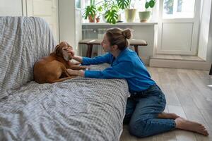Lazy sad Magyar Vizsla dog sprawls on couch, refusing to get up as owner pets and encourages at home photo