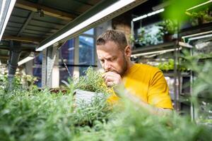 Focused florist inspect rosemary bush, crushing leaves and inhaling aromatic scent in mini garden photo
