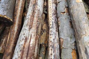 Natural Texture of Weathered Logs for Rustic Design and Craft Concepts photo