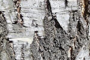 Textured Close-Up of Rugged Tree Bark for Nature Background and Design Elements photo