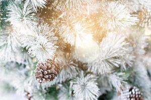 Pine tree with morning on the twig leaves. pine cones at the end of branches, abstract nature background photo