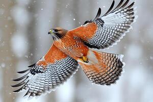 Majestic Hawk in Flight During Snowfall - Wildlife Photography for Nature Enthusiasts photo