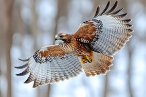 Majestic Hawk in Flight with Detailed Wing Pattern and Forest Background photo