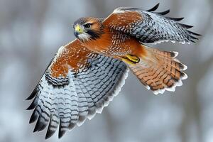 Majestic Red-Tailed Hawk in Flight Nature and Wildlife Photography for Poster Design photo
