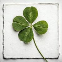 Close-up of fresh green four-leaf clover on clean white background creating minimalist composition with lucky charm symbolism photo