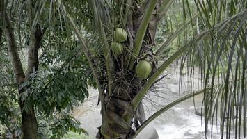 coconut tree that has started to bear fruit photo