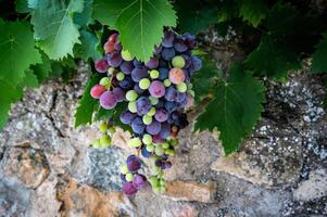 Colored grapes in a vineyard photo